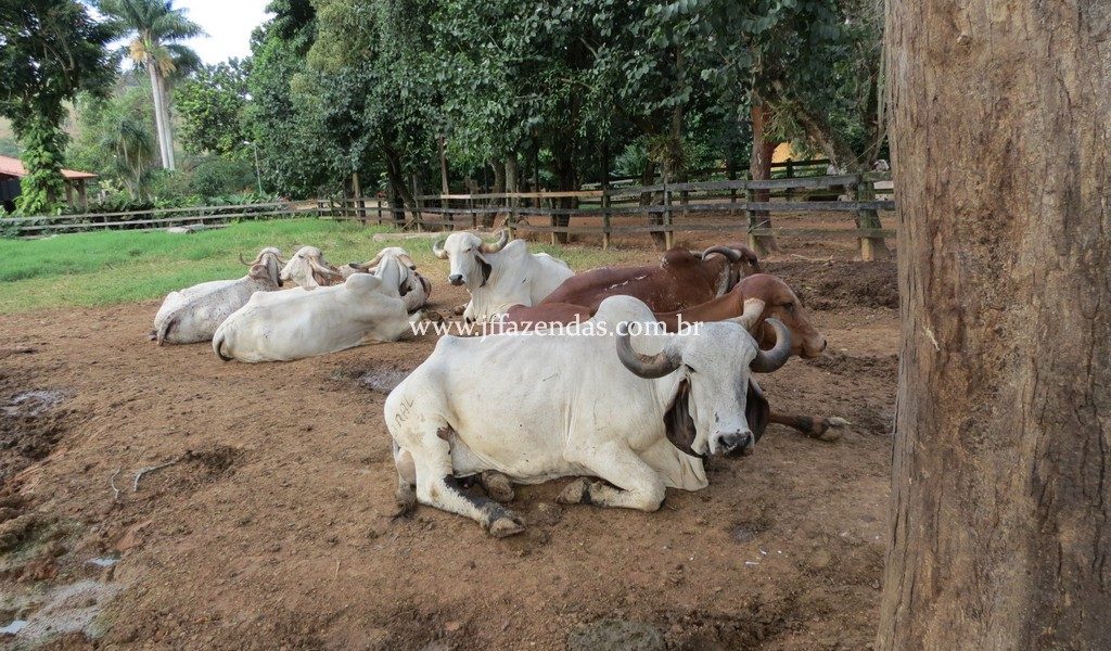 Fazenda produtora de leite – 315,5078 hectares – Guarani – MG Fazenda produtora de leite – 315,5078 hectares – Guarani – MG