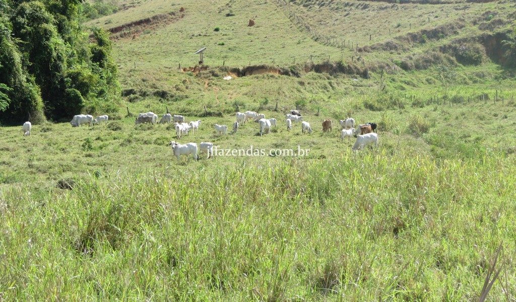 Fazenda em Belmiro Braga – MG – 117 hectares Fazenda em Belmiro Braga – MG – 117 hectares