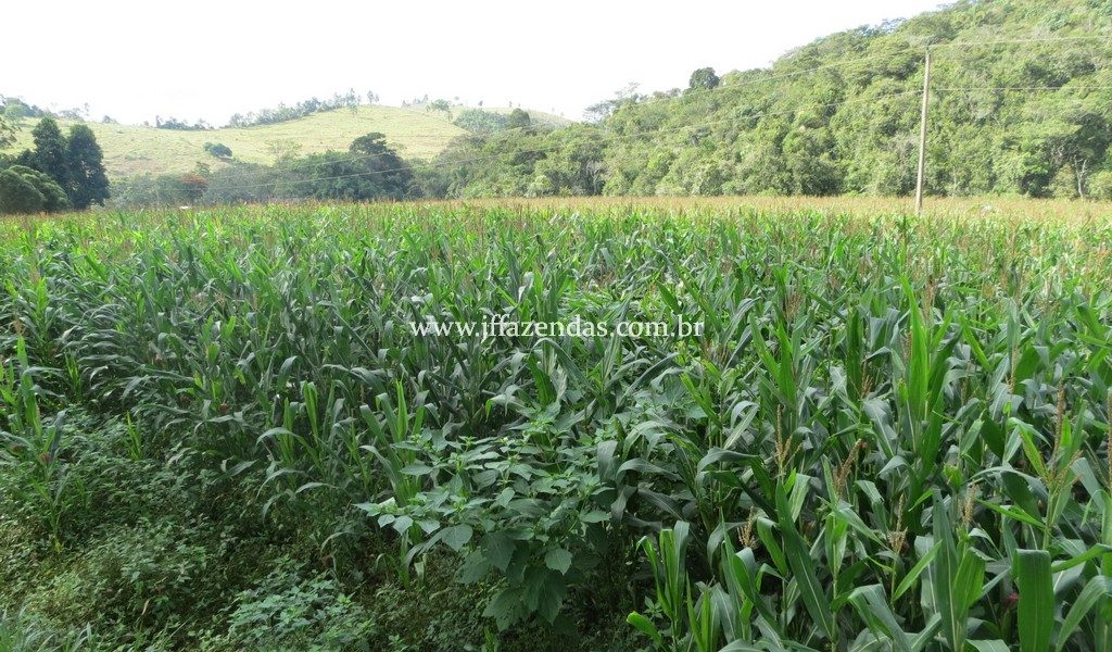 Fazenda produtora de leite – 315,5078 hectares – Guarani – MG Fazenda produtora de leite – 315,5078 hectares – Guarani – MG
