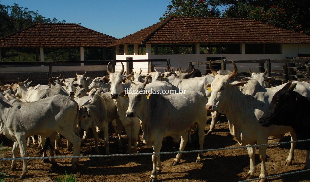 Fazenda em Rio Preto – MG – 240 hectares Fazenda em Rio Preto – MG – 240 hectares