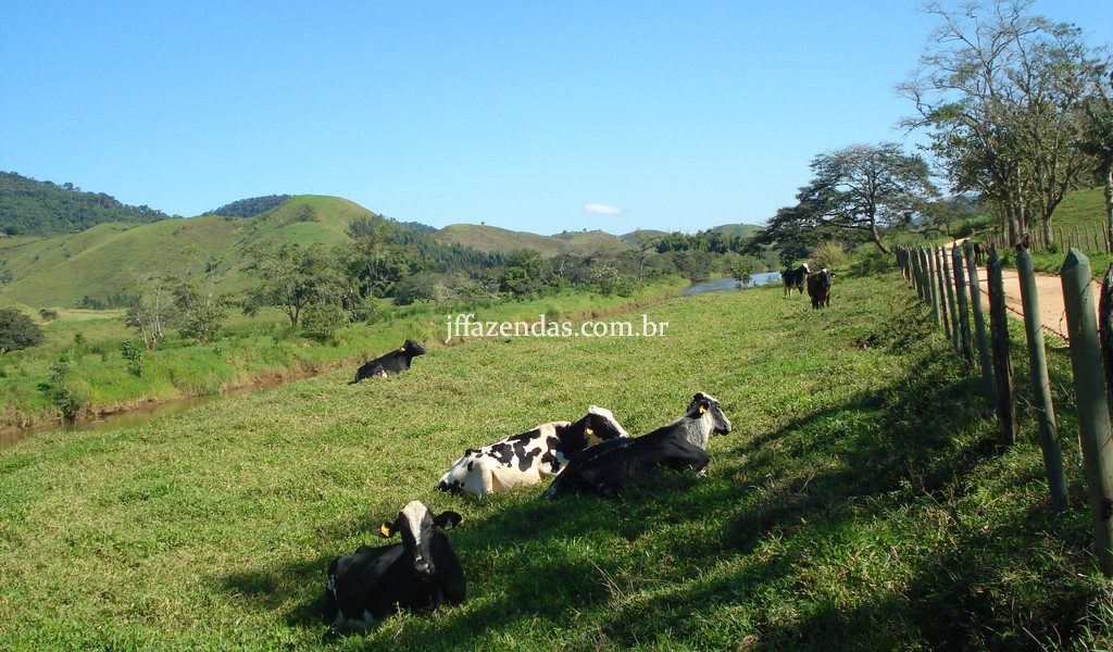 Fazenda em Rio Preto – MG – 240 hectares Fazenda em Rio Preto – MG – 240 hectares