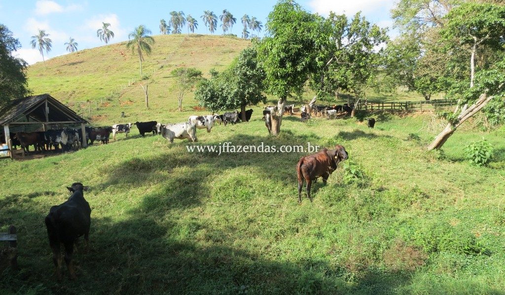 Fazenda produtora de leite – 315,5078 hectares – Guarani – MG Fazenda produtora de leite – 315,5078 hectares – Guarani – MG