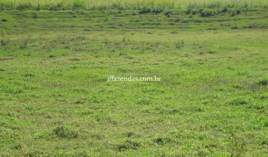 Fazenda em Rio Preto – MG – 240 hectares Fazenda em Rio Preto – MG – 240 hectares