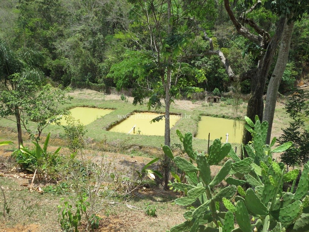 Fazenda em Piau-MG – 64 hectares Fazenda em Piau-MG – 64 hectares