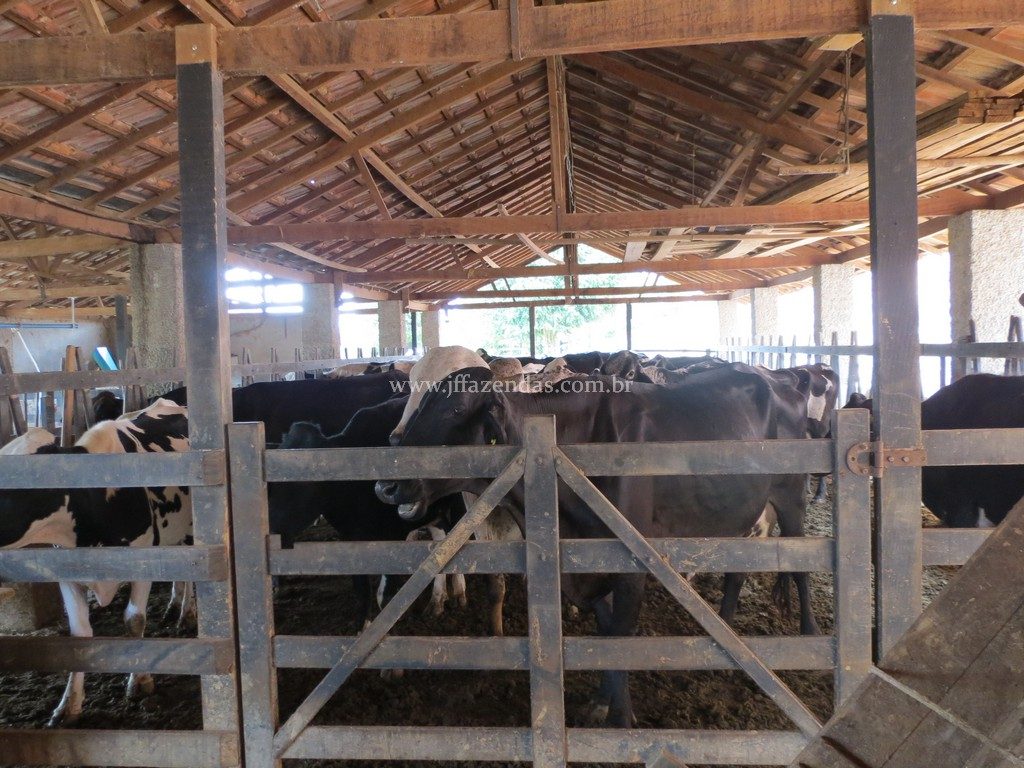 Fazenda em Piau-MG – 64 hectares Fazenda em Piau-MG – 64 hectares