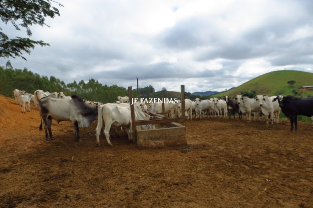 Fazenda em Piau-MG – 64 hectares Fazenda em Piau-MG – 64 hectares