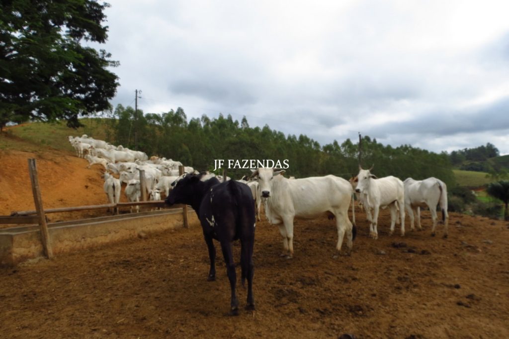 Fazenda em Piau-MG – 64 hectares Fazenda em Piau-MG – 64 hectares