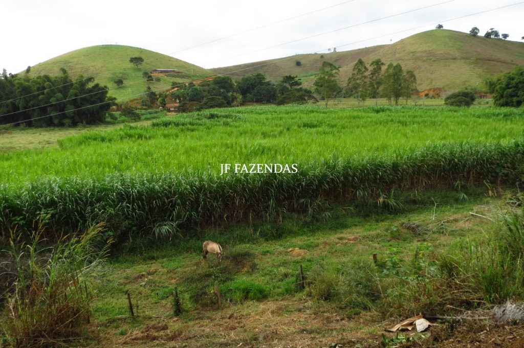 Fazenda em Piau-MG – 64 hectares Fazenda em Piau-MG – 64 hectares
