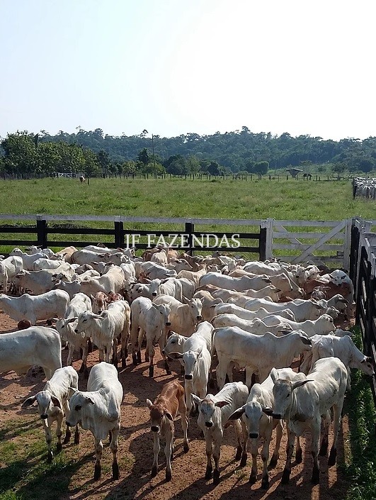 Fazenda em Ariquemes/RO – 800 hectares