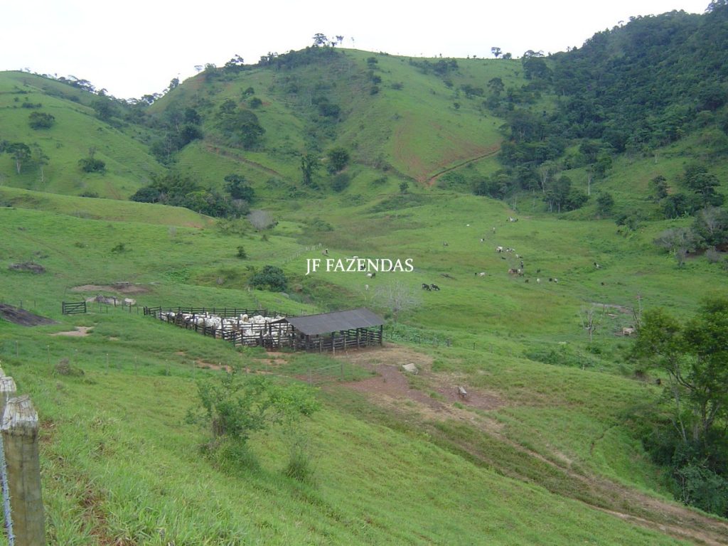Fazenda em Leopoldina – MG – 145,20 hectares Fazenda em Leopoldina – MG – 145,20 hectares