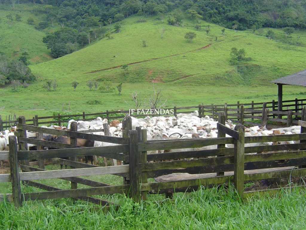 Fazenda em Leopoldina – MG – 145,20 hectares Fazenda em Leopoldina – MG – 145,20 hectares