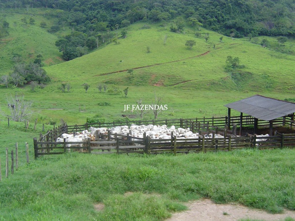Fazenda em Leopoldina – MG – 145,20 hectares Fazenda em Leopoldina – MG – 145,20 hectares