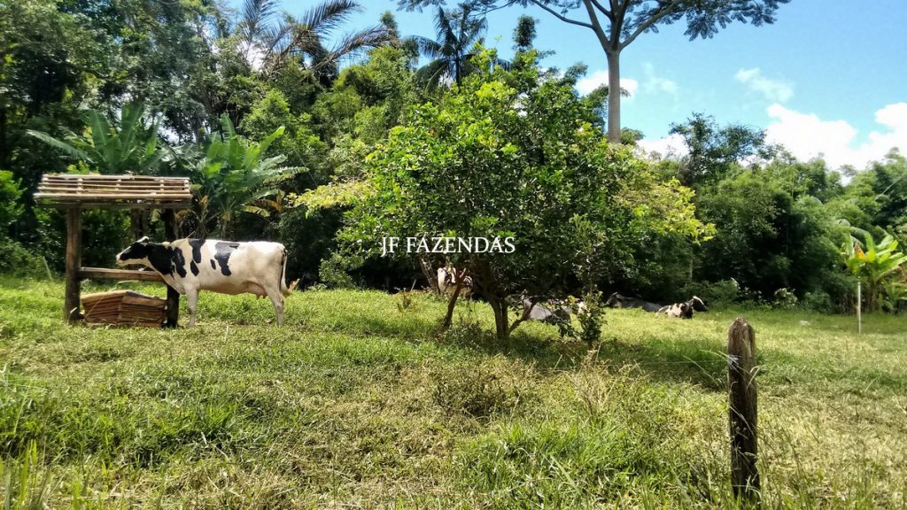 Fazenda em Belmiro Braga-MG – 177 hectares Fazenda em Belmiro Braga-MG – 177 hectares