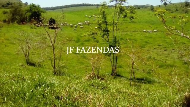 Fazenda em Estrela Dalva – MG – 1321,32 hectares Fazenda em Estrela Dalva – MG – 1321,32 hectares