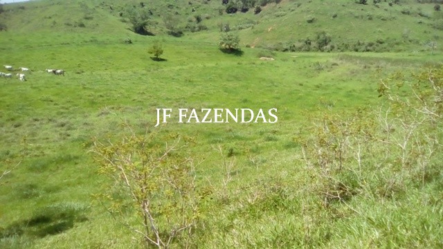 Fazenda em Estrela Dalva – MG – 1321,32 hectares Fazenda em Estrela Dalva – MG – 1321,32 hectares