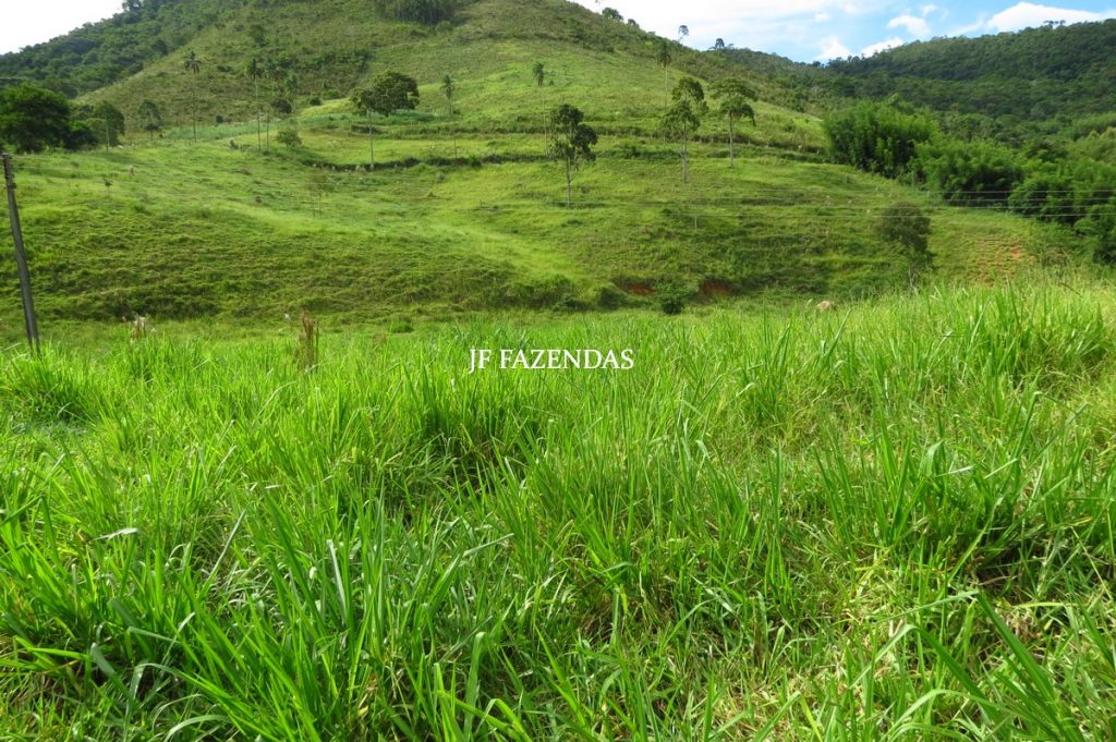 Fazenda em Belmiro Braga-MG – 177 hectares Fazenda em Belmiro Braga-MG – 177 hectares