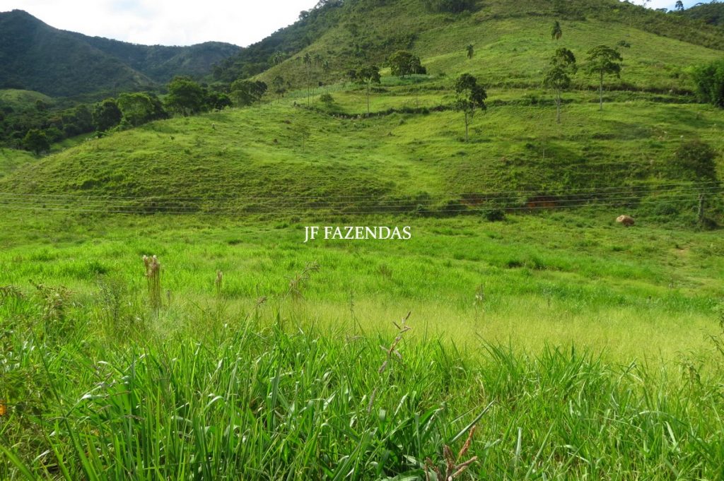 Fazenda em Belmiro Braga-MG – 177 hectares Fazenda em Belmiro Braga-MG – 177 hectares