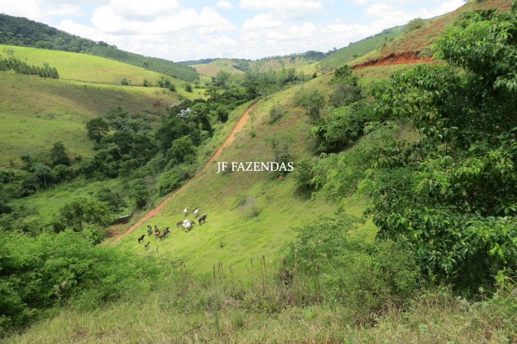 Sitio em Piau- MG -17.4 hectares Sitio em Piau- MG -17.4 hectares