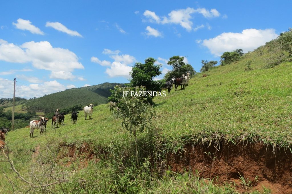 Sitio em Piau- MG -17.4 hectares Sitio em Piau- MG -17.4 hectares