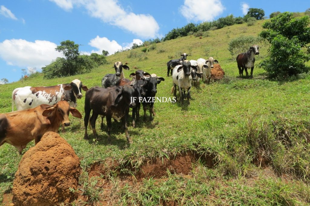 Sitio em Piau- MG -17.4 hectares Sitio em Piau- MG -17.4 hectares