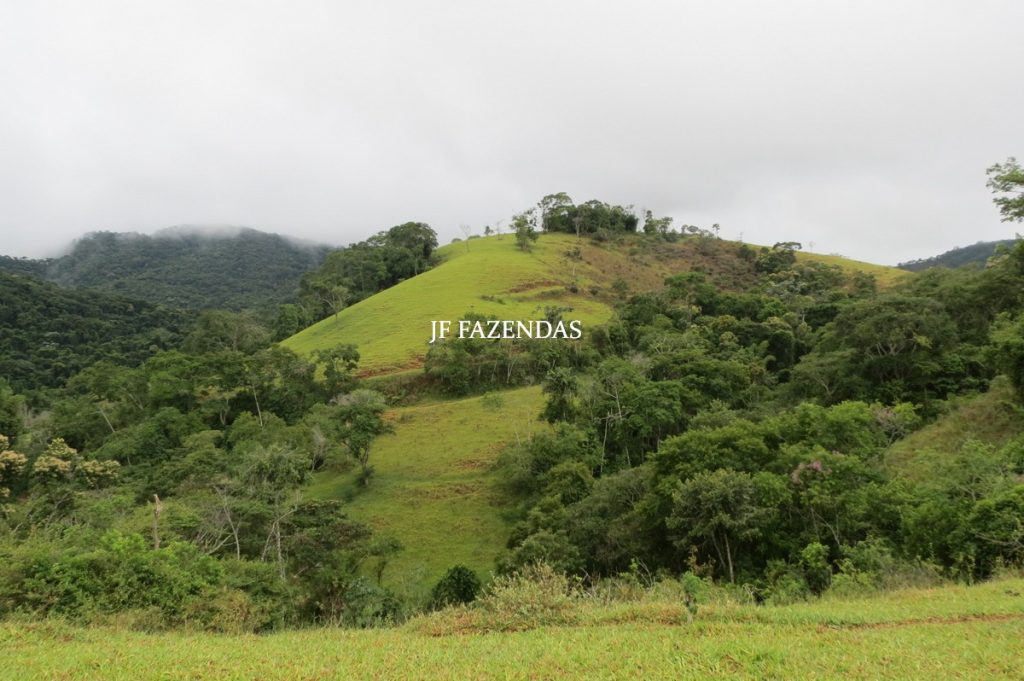 Fazenda em Maripá de Minas-MG – 206 hectares. Fazenda em Maripá de Minas-MG – 206 hectares.