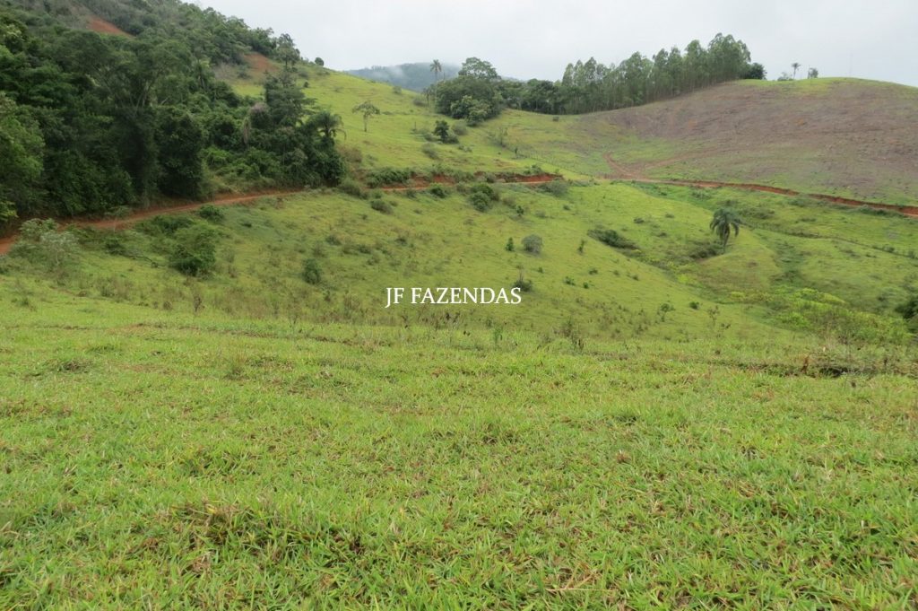 Fazenda em Maripá de Minas-MG – 206 hectares. Fazenda em Maripá de Minas-MG – 206 hectares.