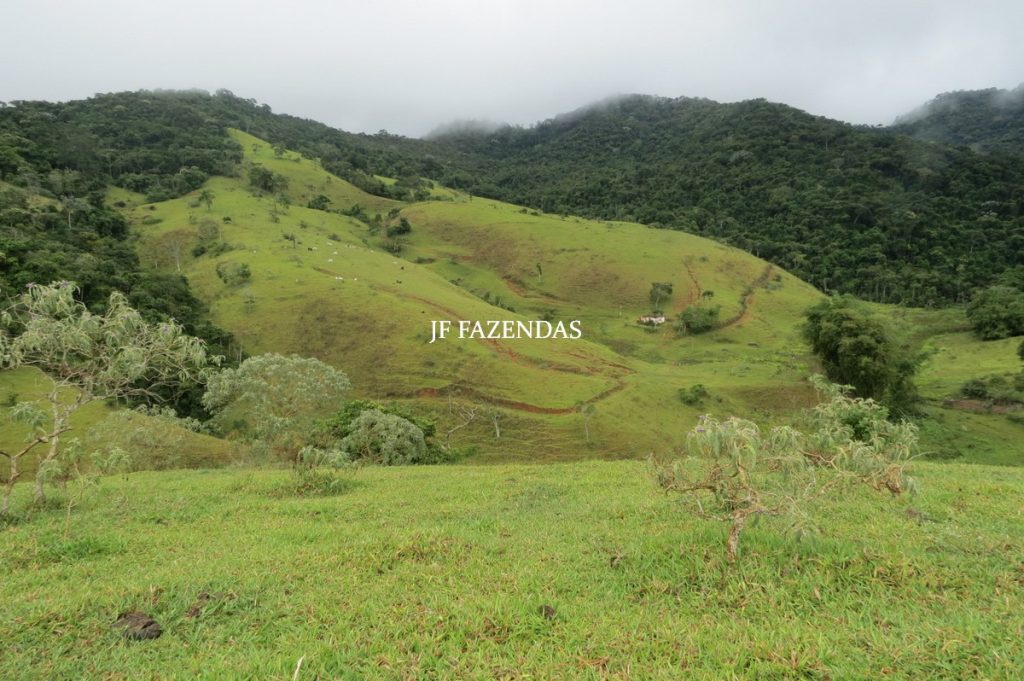 Fazenda em Maripá de Minas-MG – 206 hectares. Fazenda em Maripá de Minas-MG – 206 hectares.