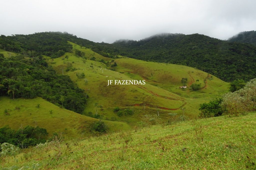 Fazenda em Maripá de Minas-MG – 206 hectares. Fazenda em Maripá de Minas-MG – 206 hectares.