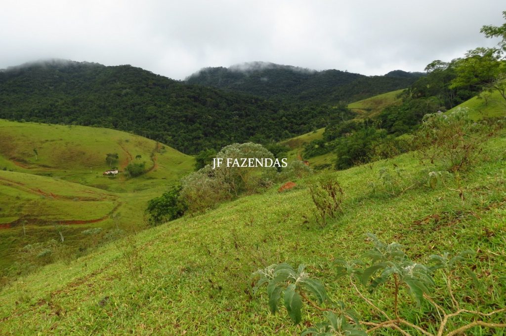 Fazenda em Maripá de Minas-MG – 206 hectares. Fazenda em Maripá de Minas-MG – 206 hectares.