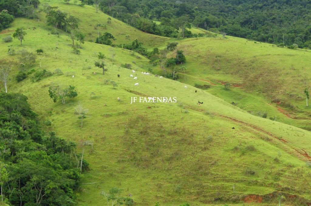 Fazenda em Maripá de Minas-MG – 206 hectares. Fazenda em Maripá de Minas-MG – 206 hectares.