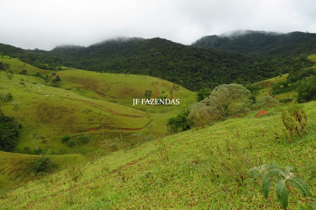 Fazenda em Maripá de Minas-MG – 206 hectares. Fazenda em Maripá de Minas-MG – 206 hectares.