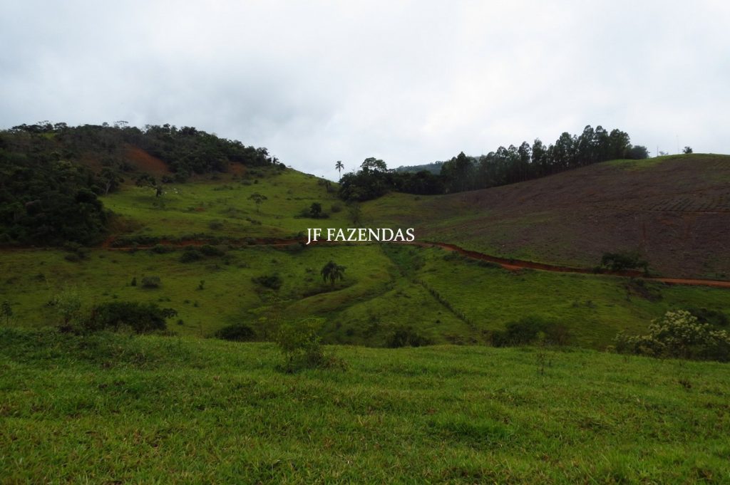 Fazenda em Maripá de Minas-MG – 206 hectares. Fazenda em Maripá de Minas-MG – 206 hectares.