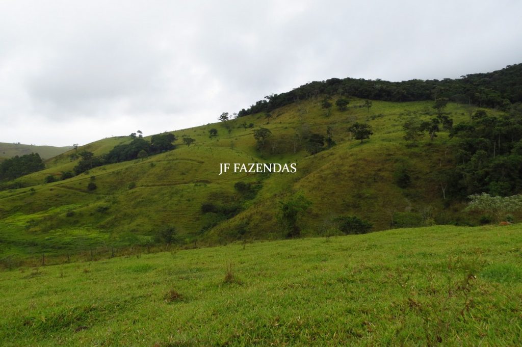 Fazenda em Maripá de Minas-MG – 206 hectares. Fazenda em Maripá de Minas-MG – 206 hectares.