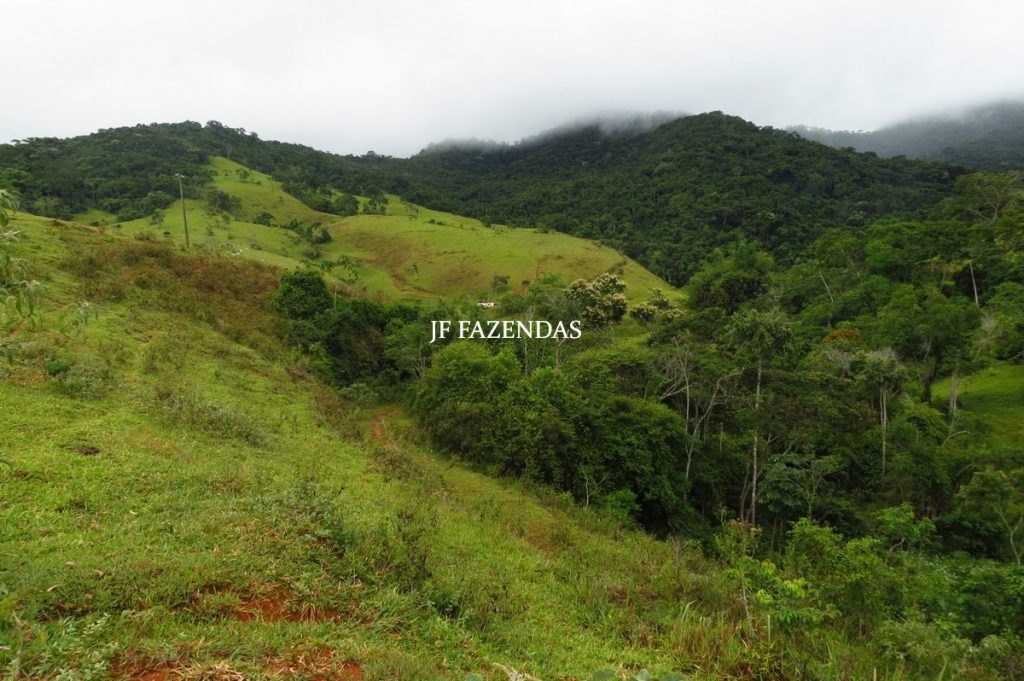 Fazenda em Maripá de Minas-MG – 206 hectares. Fazenda em Maripá de Minas-MG – 206 hectares.