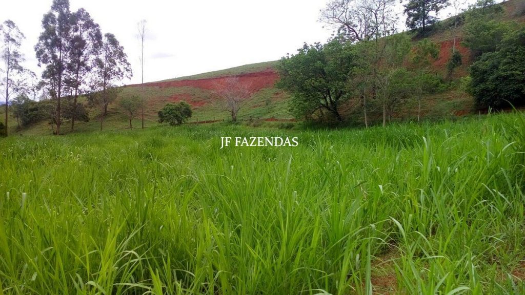 Fazenda em São João Nepomuceno – MG – 75 hectares Fazenda em São João Nepomuceno – MG – 75 hectares