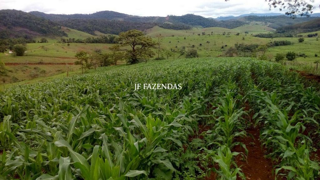 Fazenda em São João Nepomuceno – MG – 75 hectares Fazenda em São João Nepomuceno – MG – 75 hectares