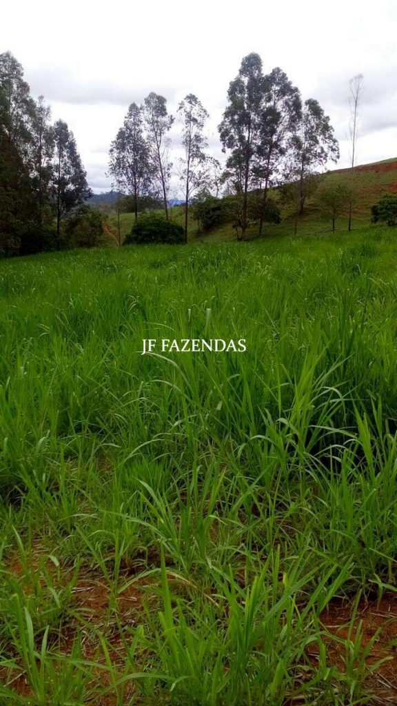 Fazenda em São João Nepomuceno – MG – 75 hectares Fazenda em São João Nepomuceno – MG – 75 hectares