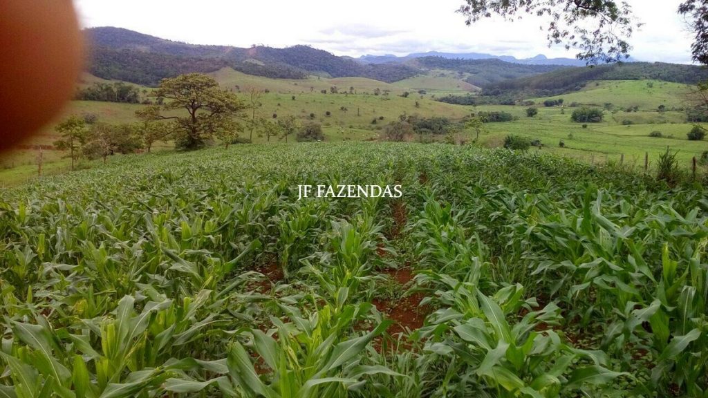 Fazenda em São João Nepomuceno – MG – 75 hectares Fazenda em São João Nepomuceno – MG – 75 hectares