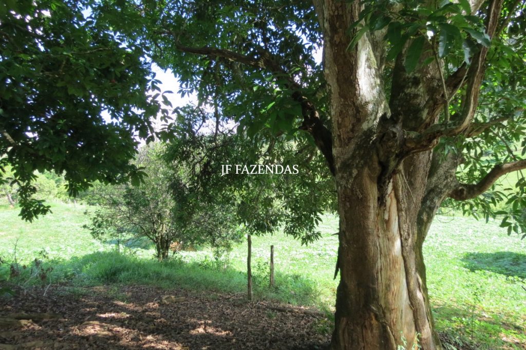 Fazenda em São João Nepomuceno – MG – 75 hectares Fazenda em São João Nepomuceno – MG – 75 hectares