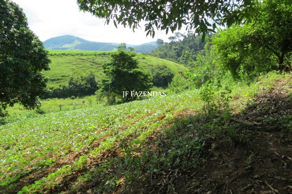 Fazenda em São João Nepomuceno – MG – 75 hectares Fazenda em São João Nepomuceno – MG – 75 hectares