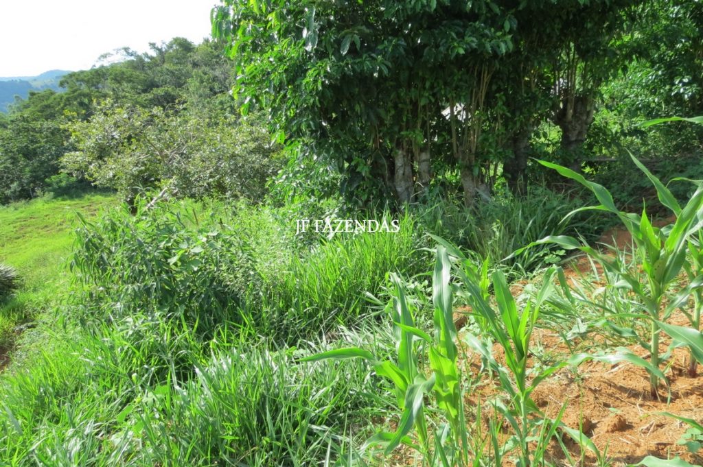 Fazenda em São João Nepomuceno – MG – 75 hectares Fazenda em São João Nepomuceno – MG – 75 hectares