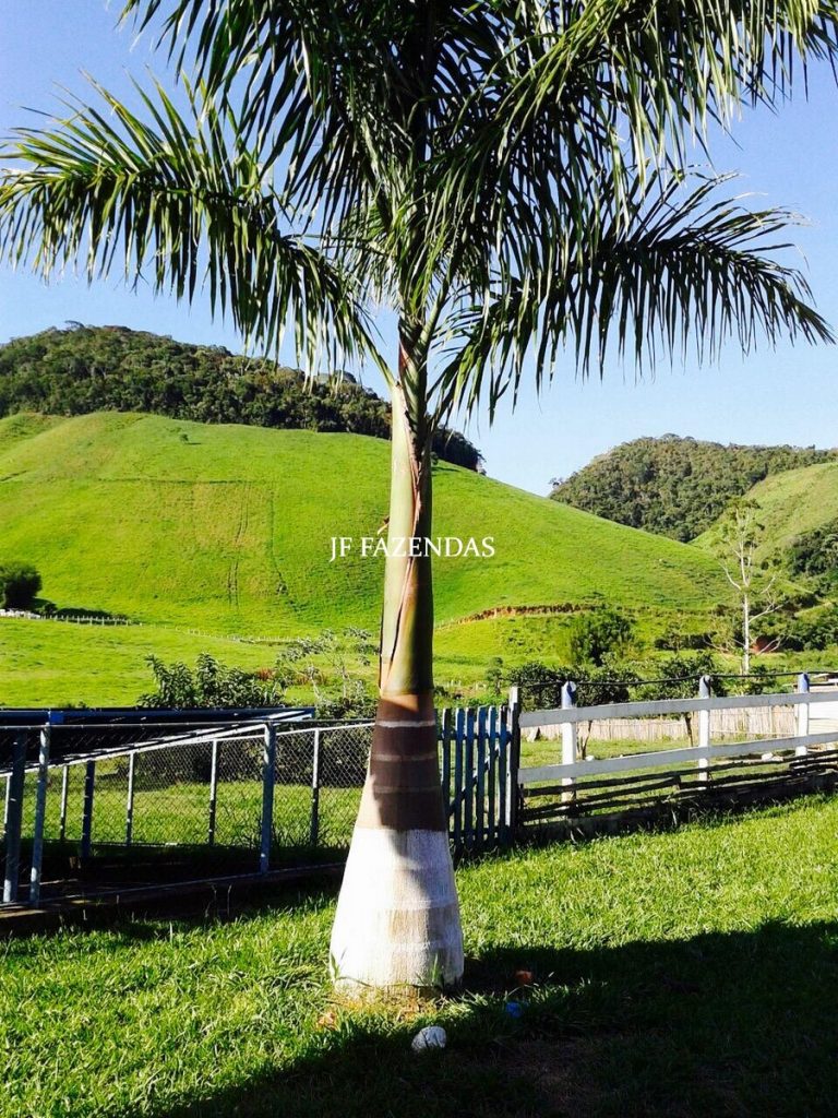 Fazenda em Juiz de Fora -MG – 166 hectares Fazenda em Juiz de Fora -MG – 166 hectares