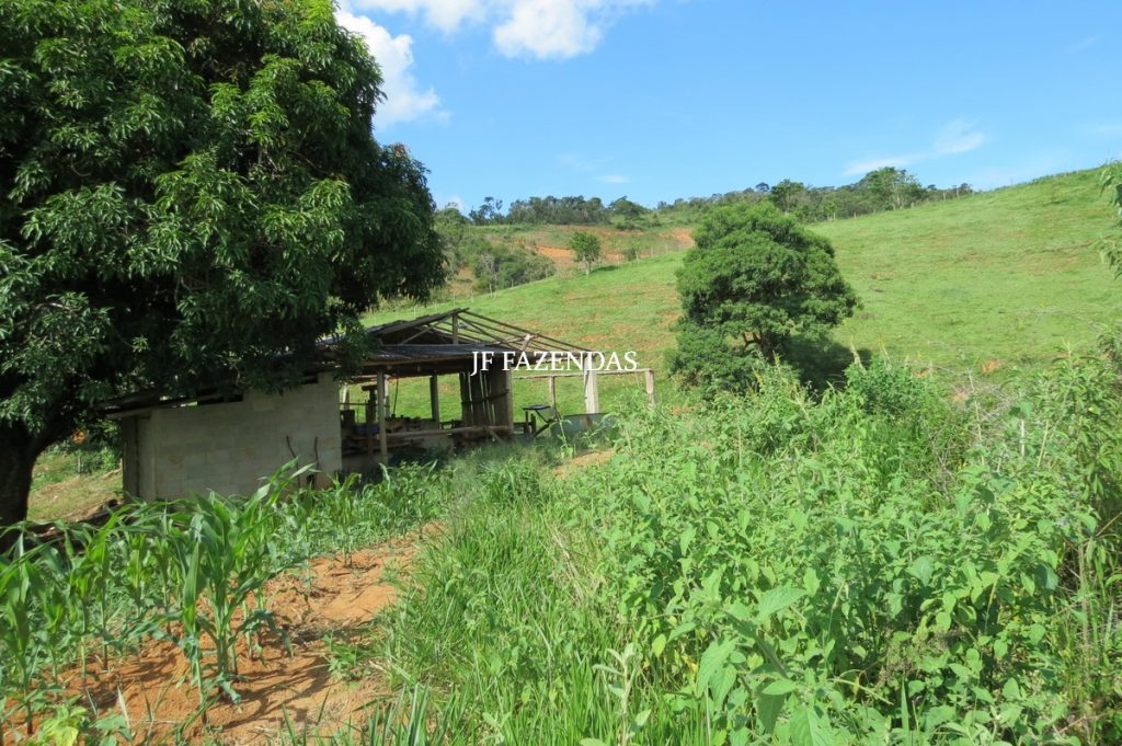 Fazenda em São João Nepomuceno – MG – 75 hectares Fazenda em São João Nepomuceno – MG – 75 hectares