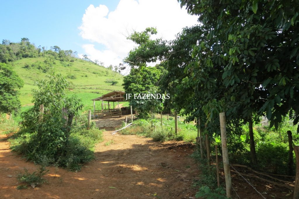 Fazenda em São João Nepomuceno – MG – 75 hectares Fazenda em São João Nepomuceno – MG – 75 hectares