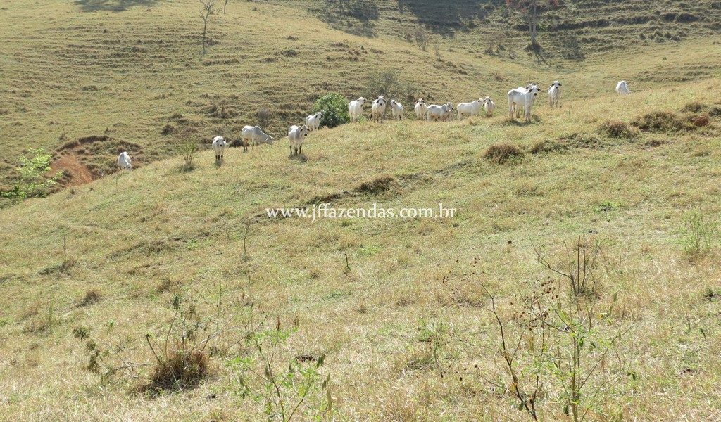 Sítio em Juiz de Fora – 82,2 hectares Sítio em Juiz de Fora – 82,2 hectares