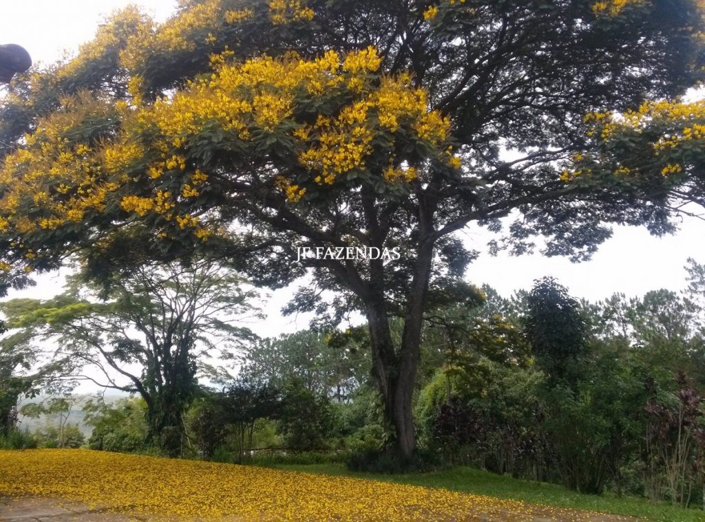 Granja em Juiz de Fora – MG – 1,05 hectare Granja em Juiz de Fora – MG – 1,05 hectare