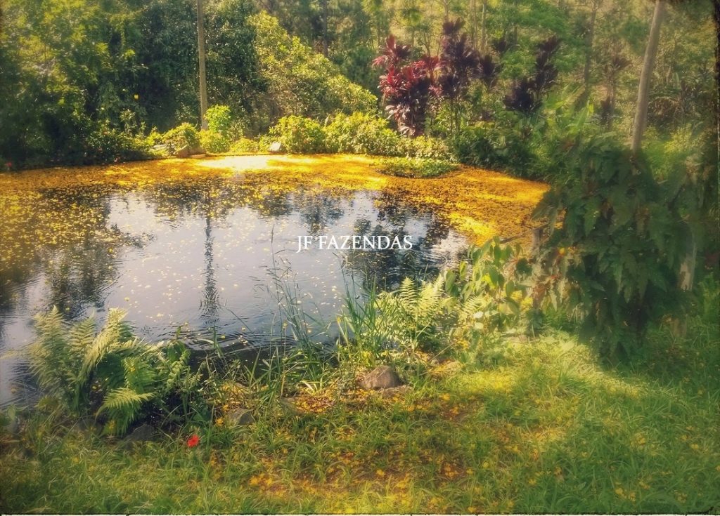 Granja em Juiz de Fora – MG – 1,05 hectare Granja em Juiz de Fora – MG – 1,05 hectare