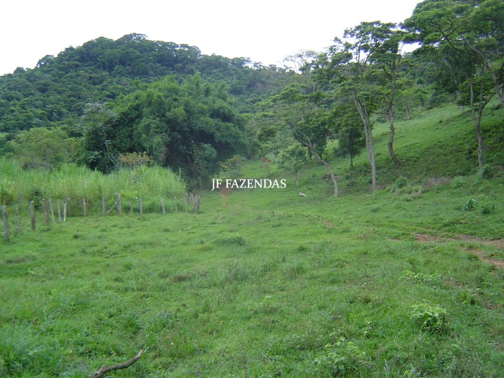 Sitio em Tabuleiro – MG – 14,11.48 hectares Sitio em Tabuleiro – MG – 14,11.48 hectares