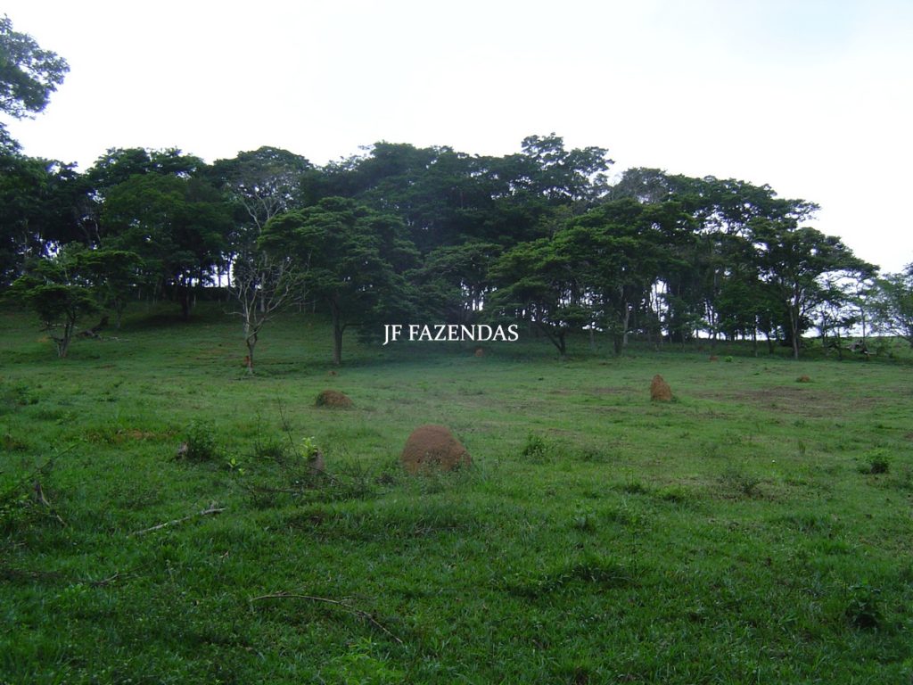 Sitio em Tabuleiro – MG – 14,11.48 hectares Sitio em Tabuleiro – MG – 14,11.48 hectares