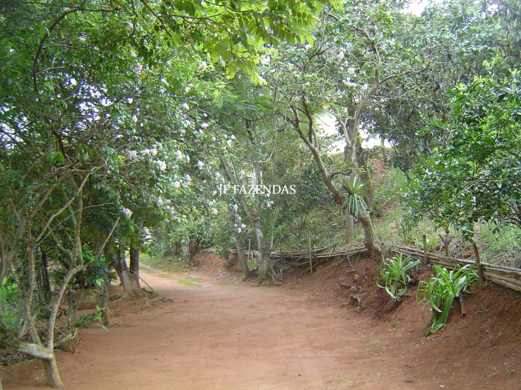 Sitio em Tabuleiro – MG – 14,11.48 hectares Sitio em Tabuleiro – MG – 14,11.48 hectares